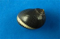 藏品(蜑螺)的圖片